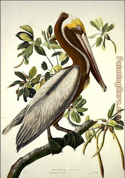 Brown Pelican painting - John James Audubon Brown Pelican art painting